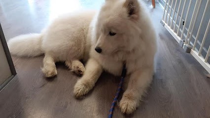 Cani Toilettage, Toiletteur pour Animaux à Lourdes