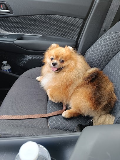 Artémis Family, Toiletteur pour Animaux à Marignane