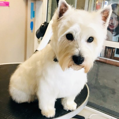O'BULLES CANINES, Toiletteur pour Animaux à Mondonville