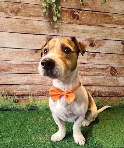 L'atelier Des 4 Pattes, Toiletteur pour Animaux à Seebach