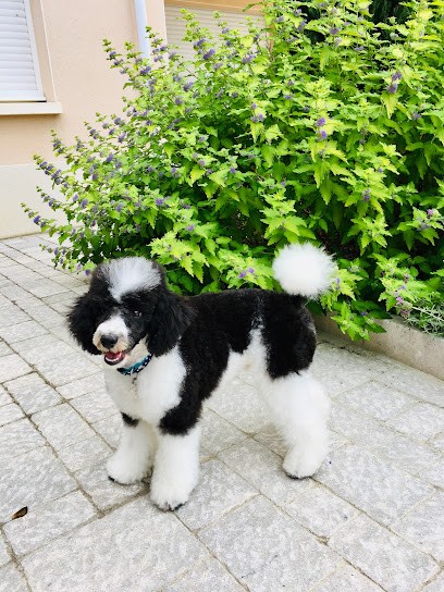 DOG MODEL - Vourles, Toiletteur pour Animaux à Vourles