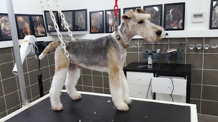 Concept Toilettage By Fabrice, Toiletteur pour Animaux à Saint-Yorre