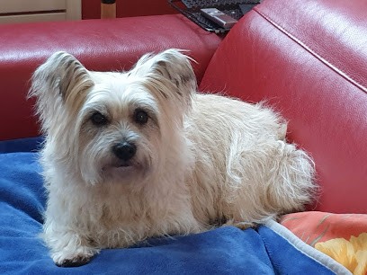 Art Canin Salon de Toilettage, Toiletteur pour Animaux à Pornic