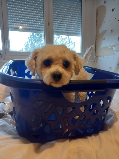 Beautoutou, Toiletteur pour Animaux à Sarreguemines