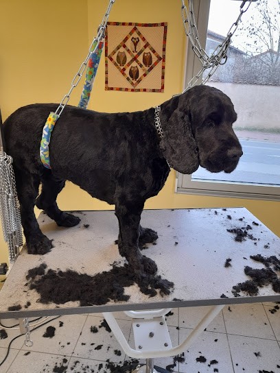 Toutous Tous Doux, Toiletteur pour Animaux à Mauléon