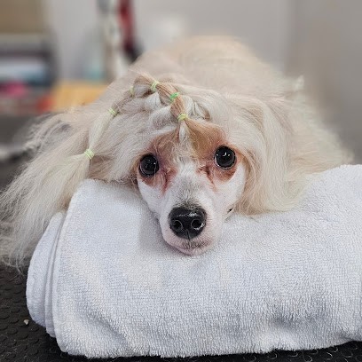 C'ouaf Toutou, Toiletteur pour Animaux à Mehun-sur-Yèvre