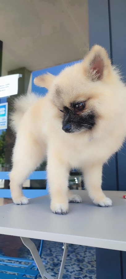 La Kallisté, Toiletteur Pour Animaux à Furiani