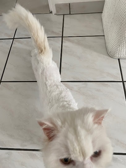 Toílettage Sa Majesté, Toiletteur pour Animaux à Bischheim