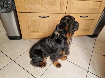 Dubois Jacques Toilettage, Toiletteur pour Animaux à Sevran