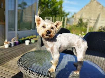Brushing Dog S, Toiletteur pour Animaux à Saint-Gilles-Croix-de-Vie