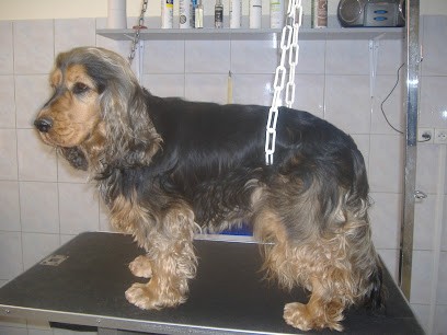 L Amipoil Toiletteur Canin Accessoire Alimentation Toilettage Chien & Chat, Toiletteur pour Animaux à Saint-Maximin-la-Sainte-Baume