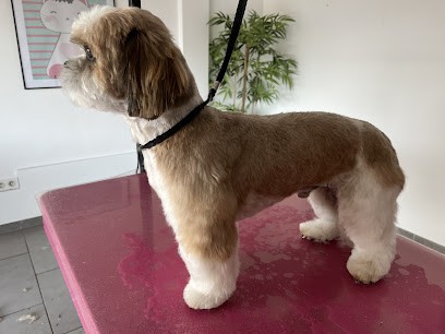 Bulles De Poils 13009, Toiletteur pour Animaux à Marseille 09