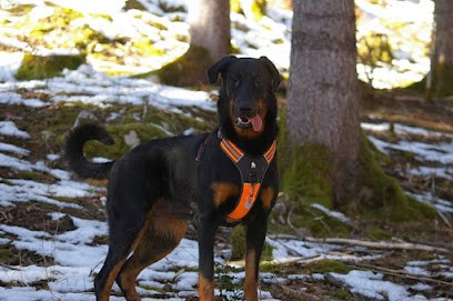 Toiletteur à Domicile, Educateur Canin Comportementaliste, Cani'bauges, Toiletteur pour Animaux au Noyer