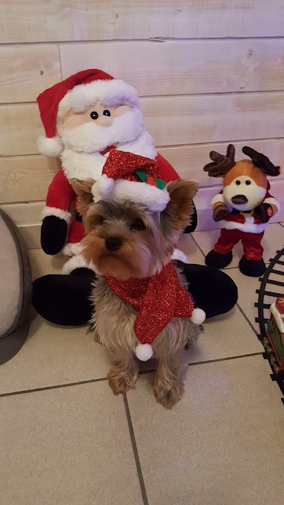 Complices Toilettage, Toiletteur pour Animaux à Saint-Paul-lès-Dax