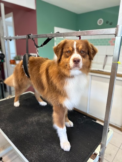 Au Collier D'Argent, Toiletteur pour Animaux à Orvault