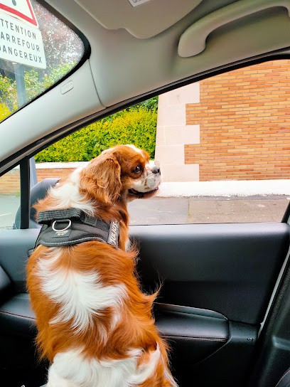 Canichris, Toiletteur pour Animaux à Raismes