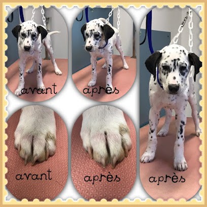 Salon De Toilettage Poils Aux Pattes - Saint Paul Les Dax, Toiletteur pour Animaux à Saint-Paul-lès-Dax