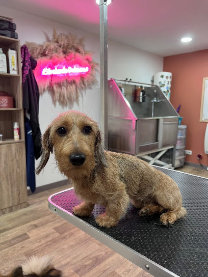 Salon De Toilettage L'arche De Guimauve Et Pension Canine Familiale Toiletteur Pour Animaux à Angicourt