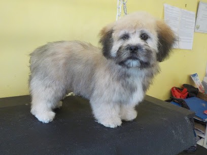 Pile poil La Guerche de Bretagne, Toiletteur pour Animaux à La Guerche-de-Bretagne