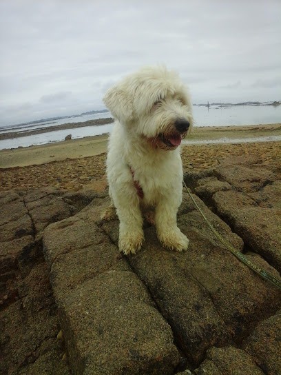 Les Aristochiens Et Co, Toiletteur pour Animaux à Pontrieux