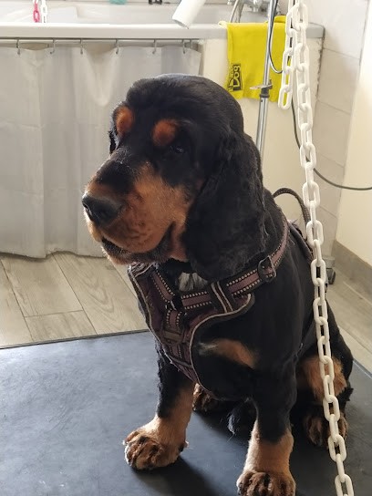 Cat'Pat, Toiletteur pour Animaux à Genouillac