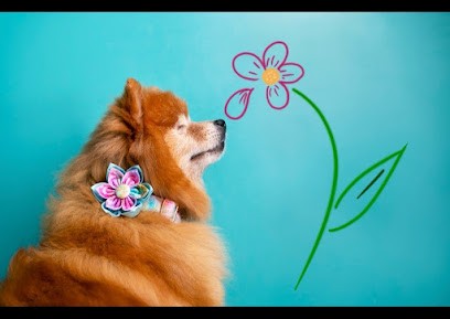 ANIMOZEN TOILETTAGE & PET-SHOP, Toiletteur pour Animaux à Loos