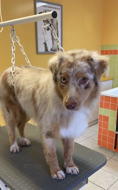 Moment Canin, Toiletteur pour Animaux à Montfort-en-Chalosse