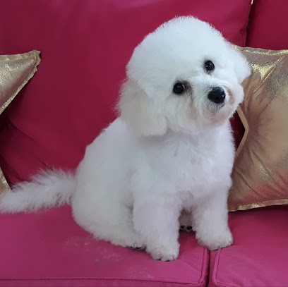 Toutou Chic, Toiletteur pour Animaux à Jarville-la-Malgrange