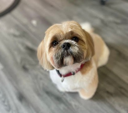 Cadora, Toiletteur pour Animaux à Lutterbach