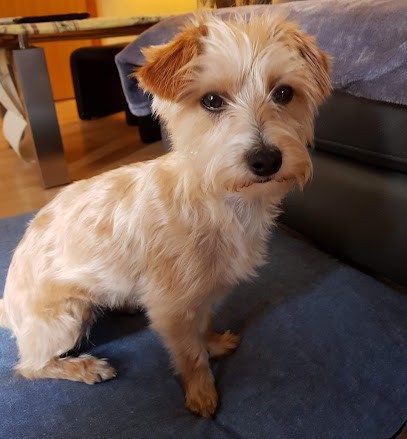 Cani'Mousse, Toiletteur pour Animaux à Rosheim