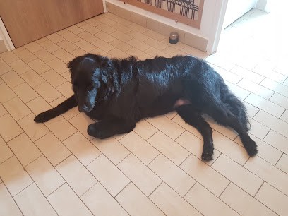 Look De Chien, Toiletteur pour Animaux à Villette-d'Anthon