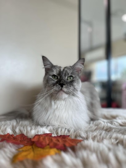 La Féerie Du Toilettage, Toiletteur pour Animaux à Saint-Gildas-des-Bois