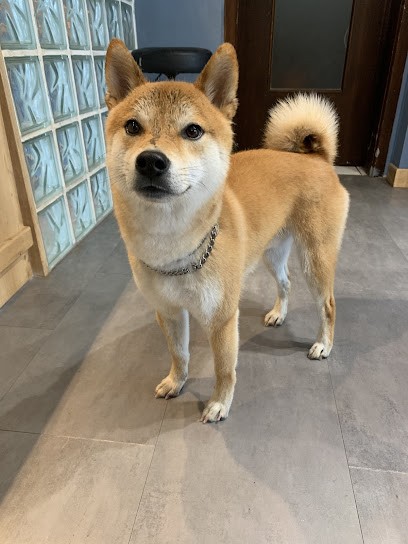 Wouf Wash Salon De Toilettage Pour Chiens, Chats Et NAC, Toiletteur pour Animaux à Saverne