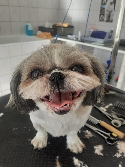 Au Beau Ti Chien Grosbois Veronique, Toiletteur pour Animaux à Saint-Florent-sur-Cher