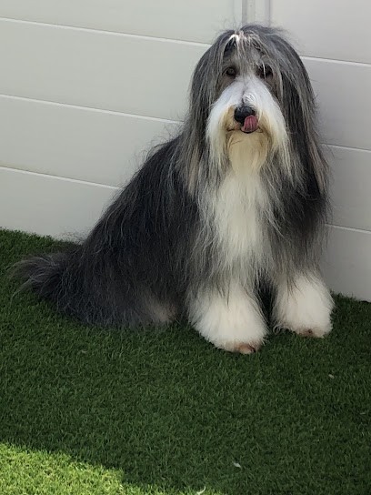 Cani'Coiff, Toiletteur pour Animaux à Noirmoutier-en-l'Île