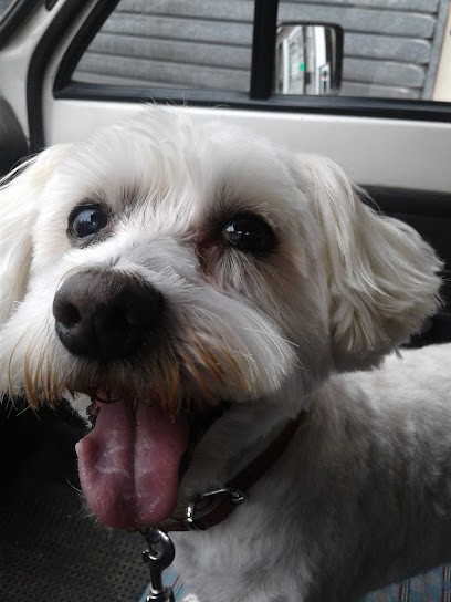 Au Caniche, Toiletteur pour Animaux à Malaunay