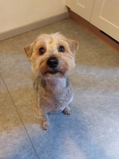 BLEUZEN TOILETTAGE, Toiletteur pour Animaux à Villeneuve-lès-Maguelone