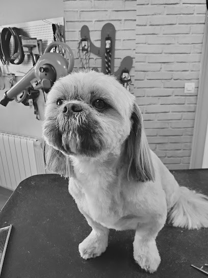 FELIDOG86, Toiletteur pour Animaux à Nieuil-l'Espoir