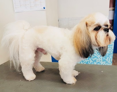 Nini Dog, Toiletteur pour Animaux à Vence