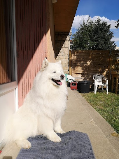 Beauté Canine, Toiletteur pour Animaux à Aiguilhe