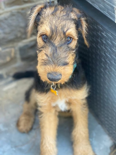 Gacon Marc, Toiletteur pour Animaux à Condé-Folie