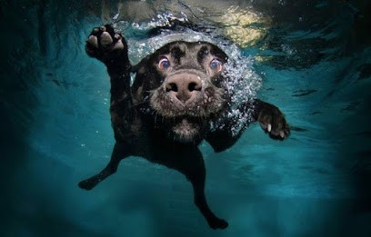 O Poils, Toiletteur pour Animaux à Pouxeux