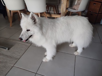 Le Salon du Chien, Toiletteur pour Animaux à Roquebrune-Cap-Martin