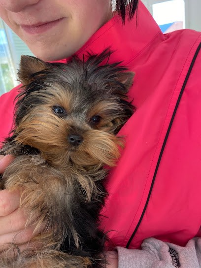 ANIMA Toilettage à Domicile, Toiletteur pour Animaux à Mouxy