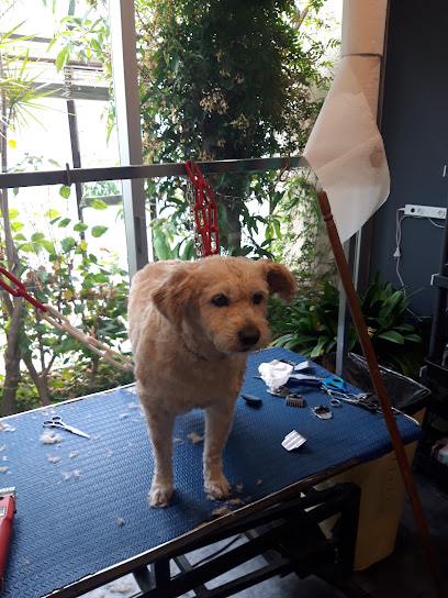Atou Dog's, Toiletteur Pour Animaux au Vivier-sur-Mer