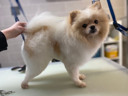 Arcanin toilettage chiens et chats, Toiletteur pour Animaux à Herbignac