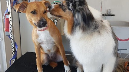 Au Filou, Toiletteur pour Animaux à Saint-Manvieu-Norrey