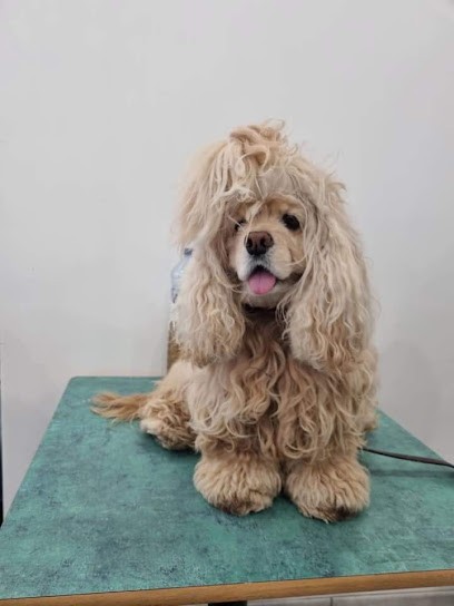 Boule De Douceur, Toiletteur pour Animaux à Saint-Dizier