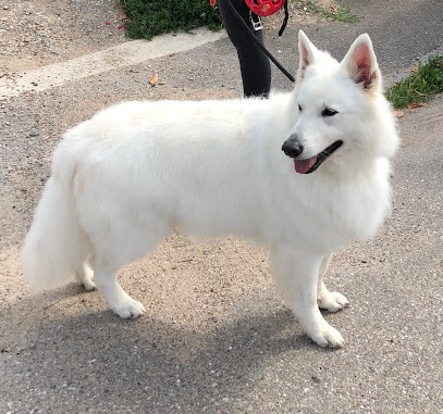 Amis Des Toutous, Toiletteur pour Animaux à Zellwiller