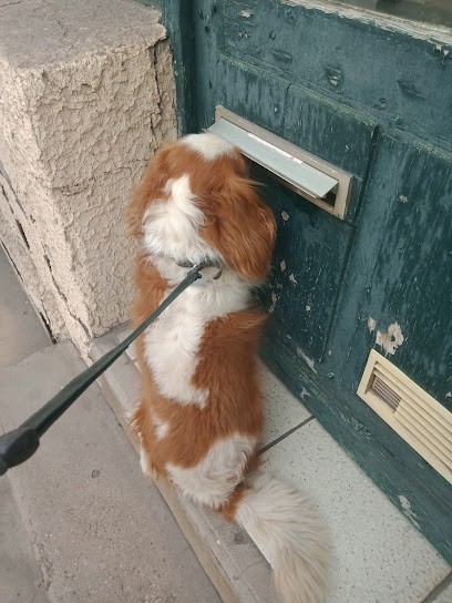 Peluche, Toiletteur pour Animaux à Neuves-Maisons